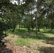 Mantin land for sale, agriculture | Negeri Sembilan