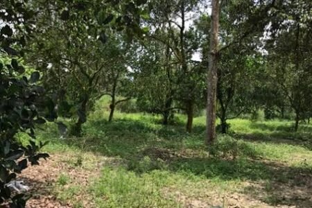 Mantin land for sale, agriculture | Negeri Sembilan