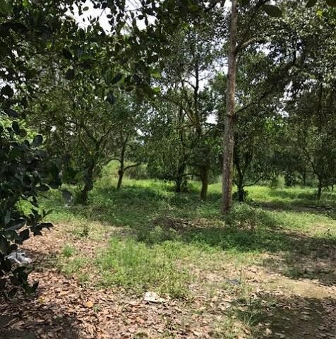 Mantin land for sale, agriculture | Negeri Sembilan