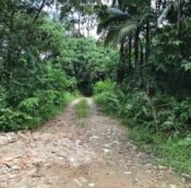  Sungai Buloh agriculture land for rent, Kuala Lumpur