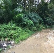 Sungai Buloh agriculture land for rent, Kuala Lumpur