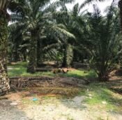  Jenjarom industrial land for sale, Selangor Malaysia
