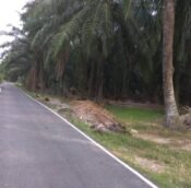  Kapar, Klang Selangor | Agriculture land for sale