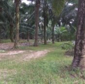  Kapar, Klang Selangor | Agriculture land for sale