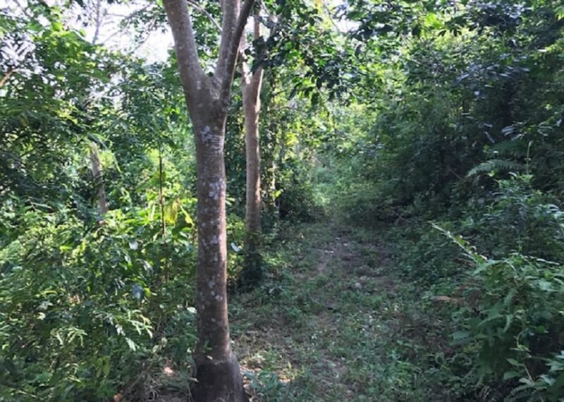 Agriculture Rubber Estate land in Jasin, Melaka