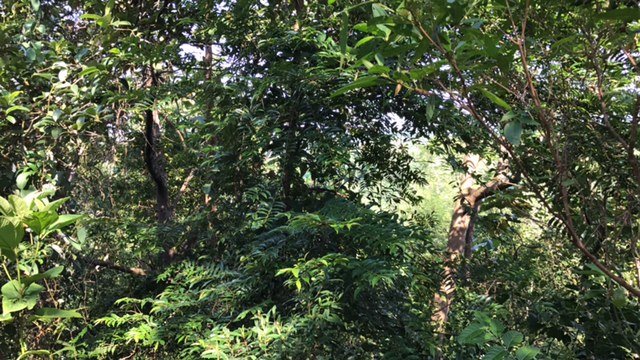 jasin melaka agriculture land for sale