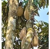  Durian Orchard Land for sale in Jelebu District