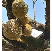  Durian Orchard Land for sale in Jelebu District