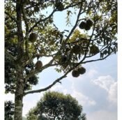  Durian Orchard Land for sale in Jelebu District