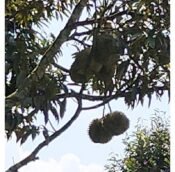  Durian Orchard Land for sale in Jelebu District