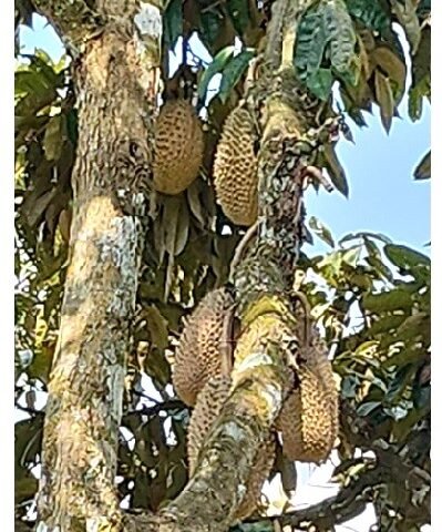 Durian Orchard Land for sale in Jelebu District
