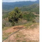  Durian farm and estate land for sale @ Musang Kind