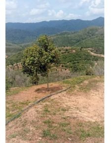 Durian farm land for sale in Titi Negeri Sembilan