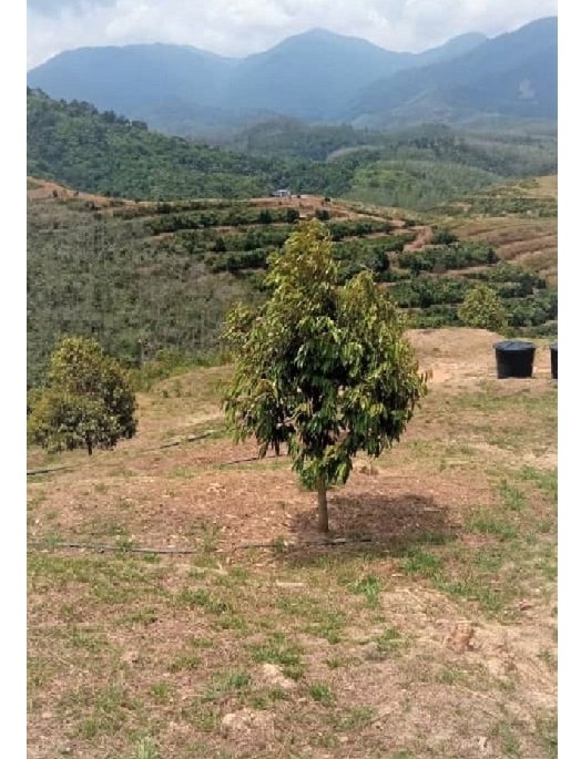 Musang King Durian Estate Land for sale