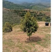  Durian farm and estate land for sale @ Musang Kind