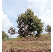  Durian farm and estate land for sale @ Musang Kind