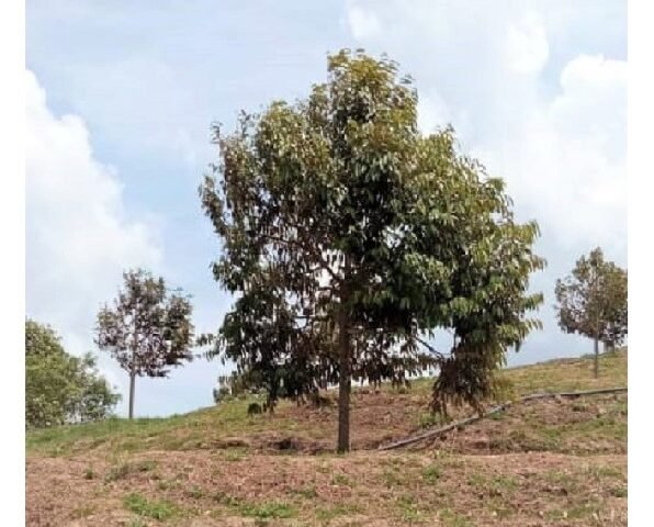 Durian farm and estate land for sale @ Musang King