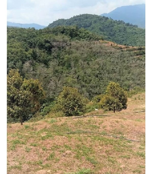 Musang King Durian Estate Land for sale