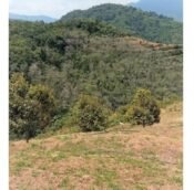  Durian farm and estate land for sale @ Musang Kind