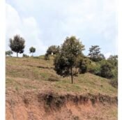  Durian farm and estate land for sale @ Musang Kind