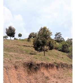Durian farm and estate land for sale @ Musang Kind