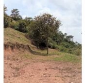  Durian farm and estate land for sale @ Musang Kind