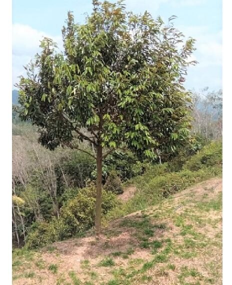 Musang King Durian Estate Land for sale