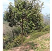  Durian farm and estate land for sale @ Musang Kind