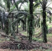  Banting Land for sale Selangor