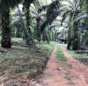  Banting Land for sale Selangor