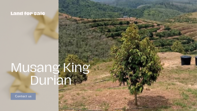 Musang King land for sale in Malaysia